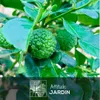 Combava - agrume méditerranéen - arbre fruitier - ↕ 75-85 Voir les images du produit 2
