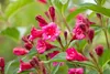 Weigelie Bristol Ruby 100-150 cm, im Topf - Weigela Produktbild-Vorschau 4