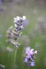 Lavandula angustifolia 'Munstead', Lavendel, violett, ca. Produktbild-Vorschau 4