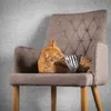 PIRAMID XL Schmusekissen für Katzen | Canadian Cat | DOTS | Produktbild-Vorschau 10