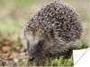 MuchoWow® Poster Igel im Gras 160x120 cm - Foto Plakat Produktbild-Vorschau 1