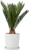 A potted Cycas revoluta plant against a white background. Podgląd zdjęcia produktu
