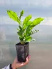 Magnolia Susan 2L Podgląd zdjęcia produktu 4