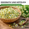 Kamille Echte Samen - Matricaria recutita - Kamillesamen - Produktbild-Vorschau 6