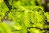 Metasequoia glyptostroboides, Urweltmammutbaum, 60–100 cm Produktbild-Vorschau 14