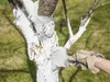 A hand wearing a glove is painting the trunk of a tree with white paint. Produktbild-Vorschau