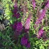 Buddleja Royal Red - Sommerflieder/Schmetterlingsflieder - Produktbild-Vorschau 2