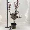 Acer palmatum 'Red Emperor' - Acero giapponese | 100-110 cm Anteprima dell’immagine prodotto 2