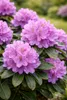 Rhododendron Catawbiense Purple 15–20 cm – wiecznie zielony Podgląd zdjęcia produktu 2