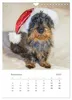 Dackel(augen)blicke (Wandkalender 2027 DIN A4 hoch), Produktbild-Vorschau 14