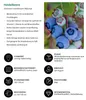 Dehner Heidelbeere Bluecrop, aromatische dickbauchige Produktbild-Vorschau 3