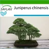 SAFLAX - Borievka čínska - Juniperus chinensis - 30 Semená Náhľad obrázku produktu 10
