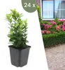 Plants by Frank | 24 Japanischer Spindelstrauch Pflanzen | Produktbild-Vorschau 1