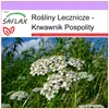 SAFLAX - Krwawnik Pospolity - 200 Nasiona - Achillea Podgląd zdjęcia produktu 5