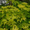 Pomarančový kvet  - Choisya ternata 'Sundance'  | 50-60 cm Náhľad obrázku produktu 2