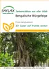 SAFLAX  - Figuier des banians - 20 graines - Ficus Voir les images du produit 10