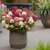 Hydrangea panniculata Groundbreaker Ruby - Hortensja - Podgląd zdjęcia produktu 5