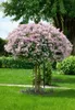 Syringa meyeri 'Palibin', Zwergflieder, lila, 60–80 cm Produktbild-Vorschau 10