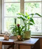 Dehner Ananas, mit essbarer Frucht, ca. 30-40 cm, Ø Topf 12 Produktbild-Vorschau 4