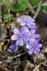 Hepatica nobilis, Leberblümchen, ca. 9x9 cm Topf, blau Produktbild-Vorschau 7