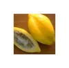 10x Carica pubescens Bergpapaya Baum Garten Pflanzen - Produktbild-Vorschau 7