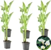 Bloomique - Lot de 6 - Zantedeschia Aethiopica - Arum blanc Voir les images du produit 1