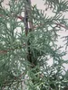 Cupressus glabra Blue Ice - Arizona Zypresse  80-100 Produktbild-Vorschau 2