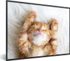 MuchoWow® Gerahmtes Poster Katze - Rot - Haustiere - Produktbild-Vorschau 1