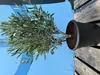 An olive tree in a black pot on a blue surface and wooden planks. Voir les images du produit