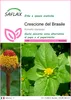 SAFLAX  - Crescione del Brasile - 500 semi - Acmella Anteprima dell’immagine prodotto 1