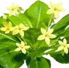 Hawaii-Palme -Brighamia insignis Produktbild-Vorschau 2