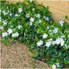 Plants by Frank | 60 Plantes de pervenche blanche | Vinca Voir les images du produit 2