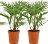 Bloomique - 2er Set - Chamaerops Humilis - Europäische Produktbild-Vorschau 1