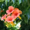 Trubač Campsis radicans Madame Galen – oranžové květy – 2 Náhled obrázku produktu 5
