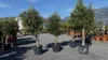 Olivenbaum Olive "20 Jahre" beste Qualität, Stammumfang 20 Produktbild-Vorschau 5