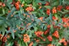 Feuerdorn Teton 40-60 cm, im Topf - Pyracantha, immergrün Produktbild-Vorschau 2