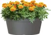 A potted plant with orange marigolds in a dark gray planter. Produktbild-Vorschau