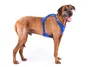 Curli Belka Harness Air-Mesh, Hund, Zugfreier Gurt, 4XL, Produktbild-Vorschau 5