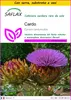 SAFLAX Insieme di coltivazione - Cardo  - 50 semi - Cynara Anteprima dell’immagine prodotto 1