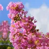 Bakker.com - Lagerströmie rosa, Der topf / Ø 9cm / Produktbild-Vorschau 2