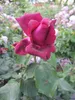 Rosa Gräfin Diana ® - Stammrose - Parfuma Rose ® - Kordes Produktbild-Vorschau 3