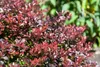 A close-up of a red-leafed shrub. Produktbild-Vorschau