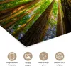 MuchoWow® Poster Wald - Baum - Holz 120x80 cm - Bilder Produktbild-Vorschau 2