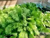 Stauden Gänge 1 x Matteuccia struthiopteris im 1 Liter Topf Produktbild-Vorschau 4