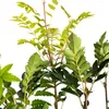 Several young plants with green leaves and brown stems are shown against a white background. Náhled obrázku produktu