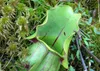 SAFLAX  - Sarracenia - 10 semi - Sarracenia Anteprima dell’immagine prodotto 4