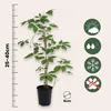 A potted plant with a ruler and icons indicating care instructions. Produktbild-Vorschau
