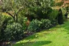 Hedera helix 'Arborescens' - Bluszcz krzewiasty Arborescens Podgląd zdjęcia produktu 3
