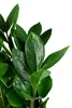 Zamioculcas zamiifolia, im 14cm Topf, Glücksfeder, Höhe ca. Produktbild-Vorschau 2