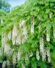 Wisteria sinensis 'Alba', Chinesischer Blauregen, weiß, Produktbild-Vorschau 11